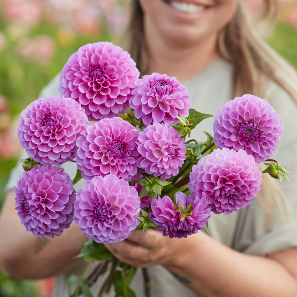Dahlia 'Robann Regal'