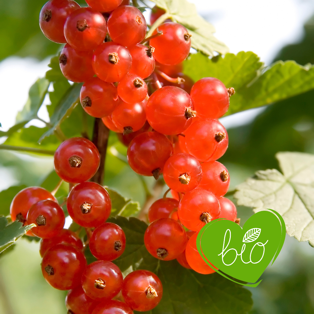 Groseille rouge 'Jokheer van Tets' BIO