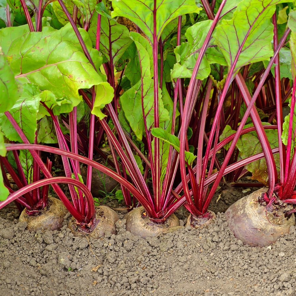 Rote-Bete-Pflanzen 5 Stück 