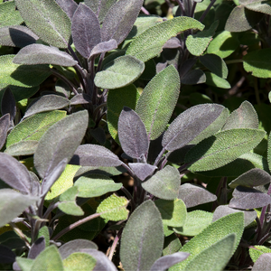 BIO Kräutertopf Roter Salbei 13 cm Salvia Officinalis Purpurescens