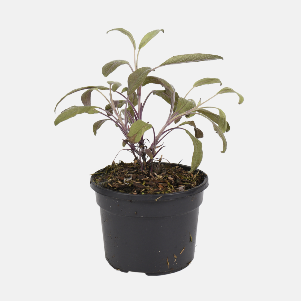 BIO Kräutertopf Roter Salbei 13 cm Salvia Officinalis Purpurescens