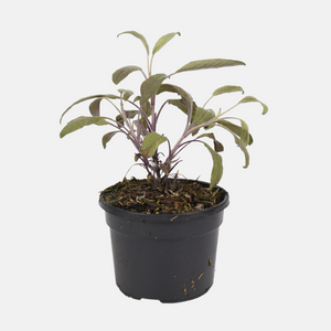 BIO Kräutertopf Roter Salbei 13 cm Salvia Officinalis Purpurescens