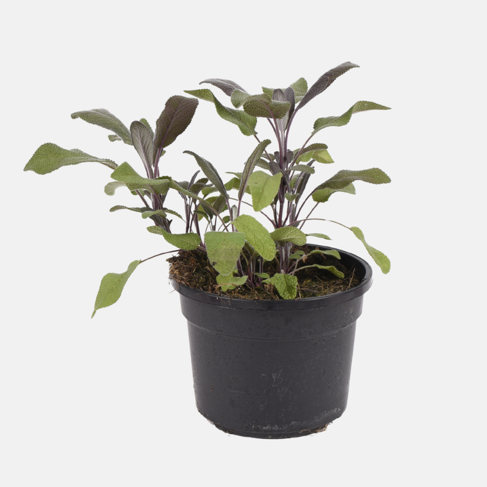 Roodbladige salie (salvia off.) - 'Purpurascens' BIO