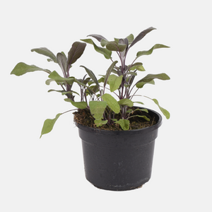 Roodbladige salie (salvia off.) - 'Purpurascens' BIO