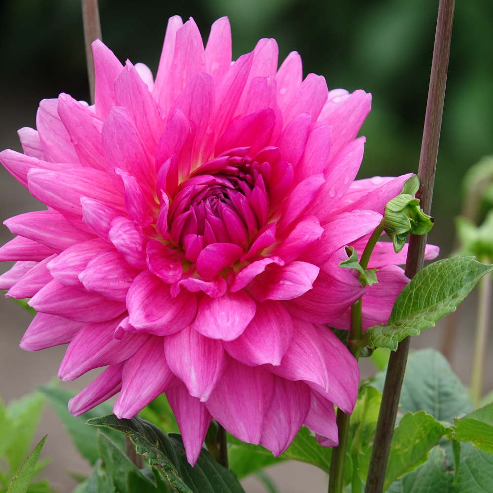 Dahlia 'Rosella'
