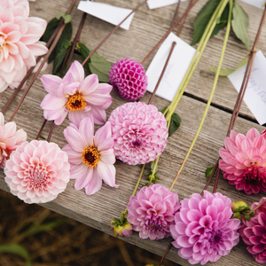 Dahlia pakket 'Roze/paars' (11 soorten)