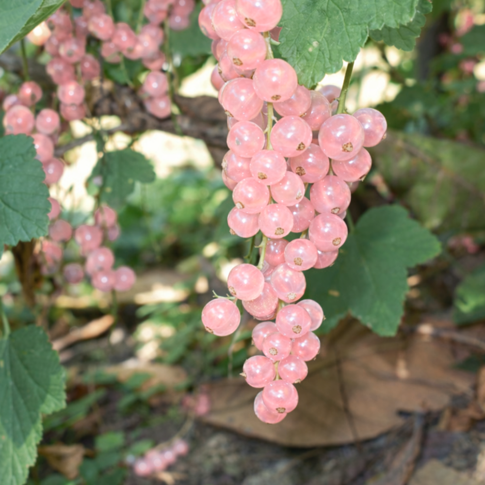 Groseille rouge 'Jokheer van Tets' BIO