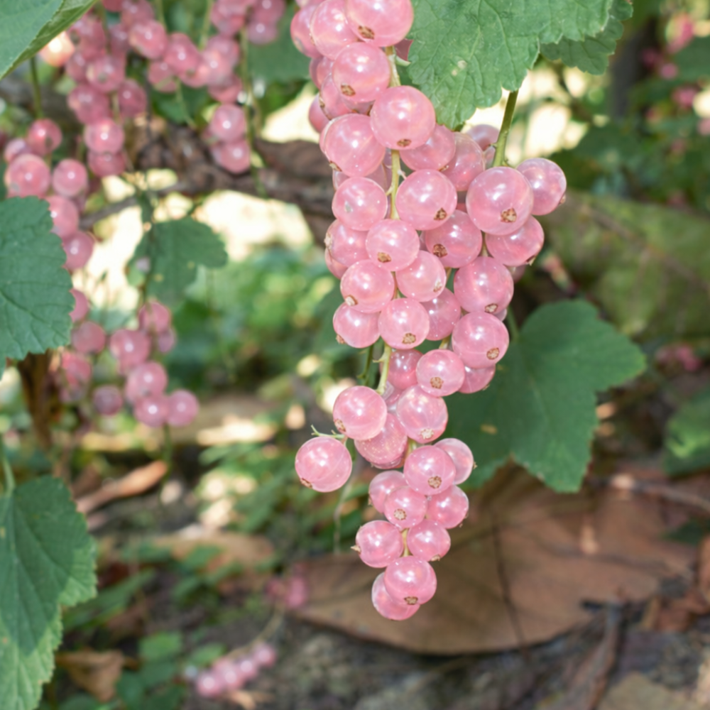 Roze aalbes 'Pink Champagne' - Blote wortel