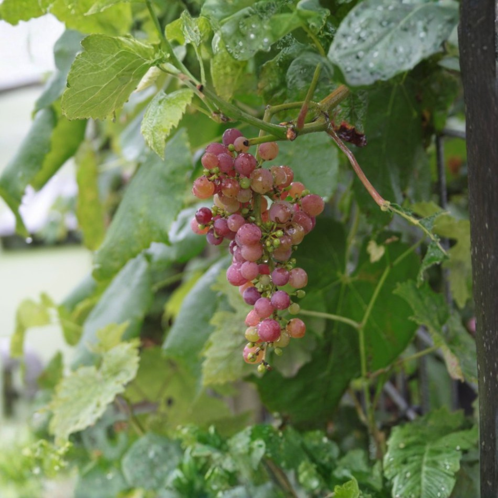 Raisin rose 'Vanessa' (en pot de 4 litres) - 80 cm de haut