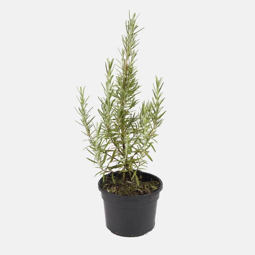 Rozemarijn (rosmarinus officinalis) BIO