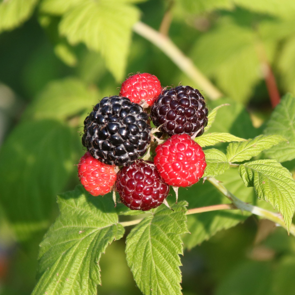 Framboise noire 'Black Jewel' BIO