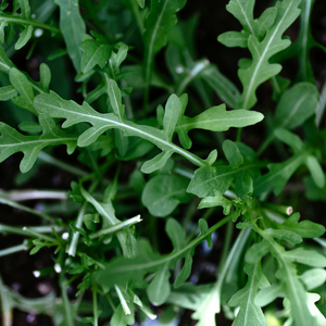 Rucola plantjes 5 stuks BIO