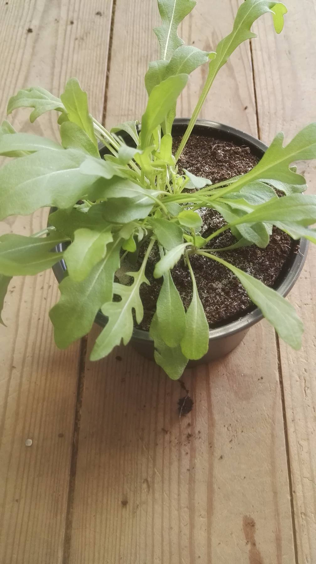 Rucola in 10,5 cm pot