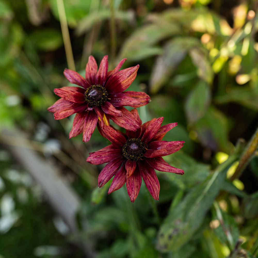 Rudbeckia - 'Cherry Brandy'