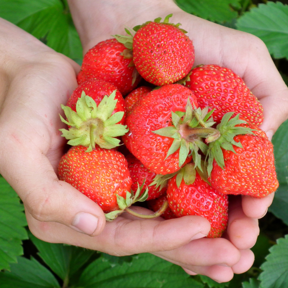 Strawberry plants fridge bearer 'Ostara' BIO - 10 pieces