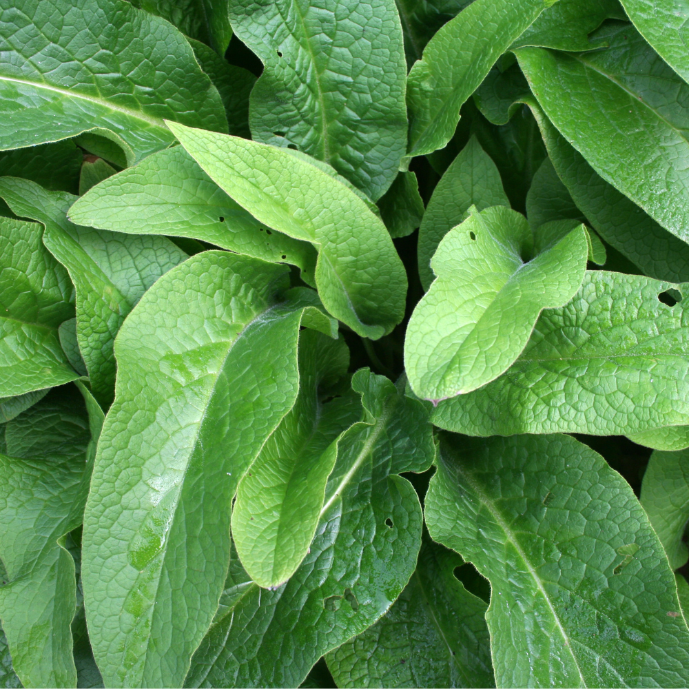 Russian Comfrey (symphytum x uplandicum) - 'Bocking 14'