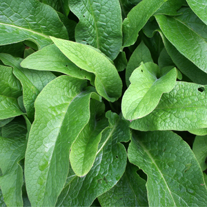 Russian Comfrey (symphytum x uplandicum) - 'Bocking 14'