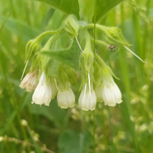 Russian Comfrey (symphytum x uplandicum) - 'Bocking 14'