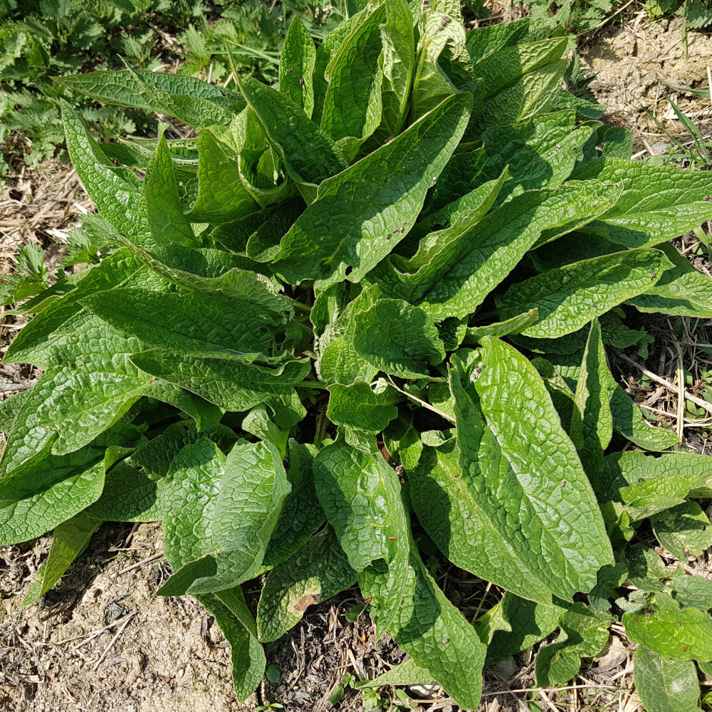 Russian Comfrey (symphytum x uplandicum) - 'Bocking 14'