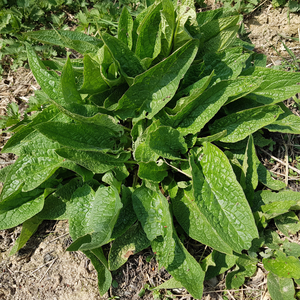 Russian Comfrey (symphytum x uplandicum) - 'Bocking 14'