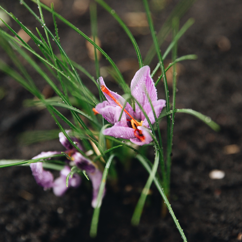 Saffron Crocus for growing Saffron - Crocus Sativus