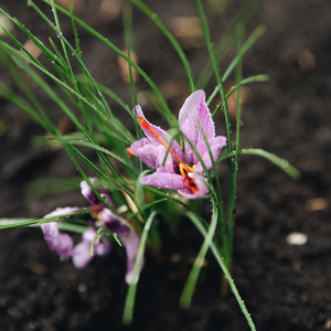 Saffron Crocus for growing Saffron - Crocus Sativus