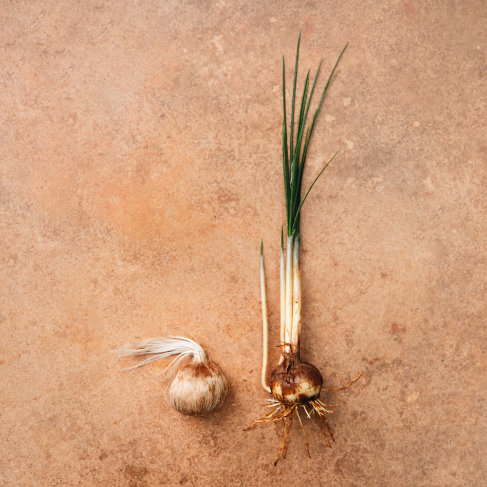 Saffron Crocus for growing Saffron - Crocus Sativus