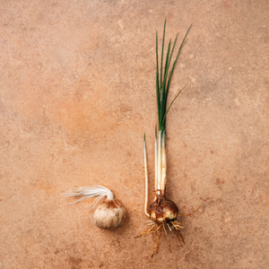 Saffron Crocus for growing Saffron - Crocus Sativus