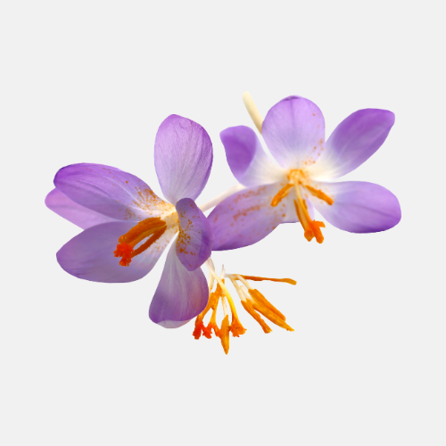 Safrankrokus für den Anbau von Safran - Crocus Sativus