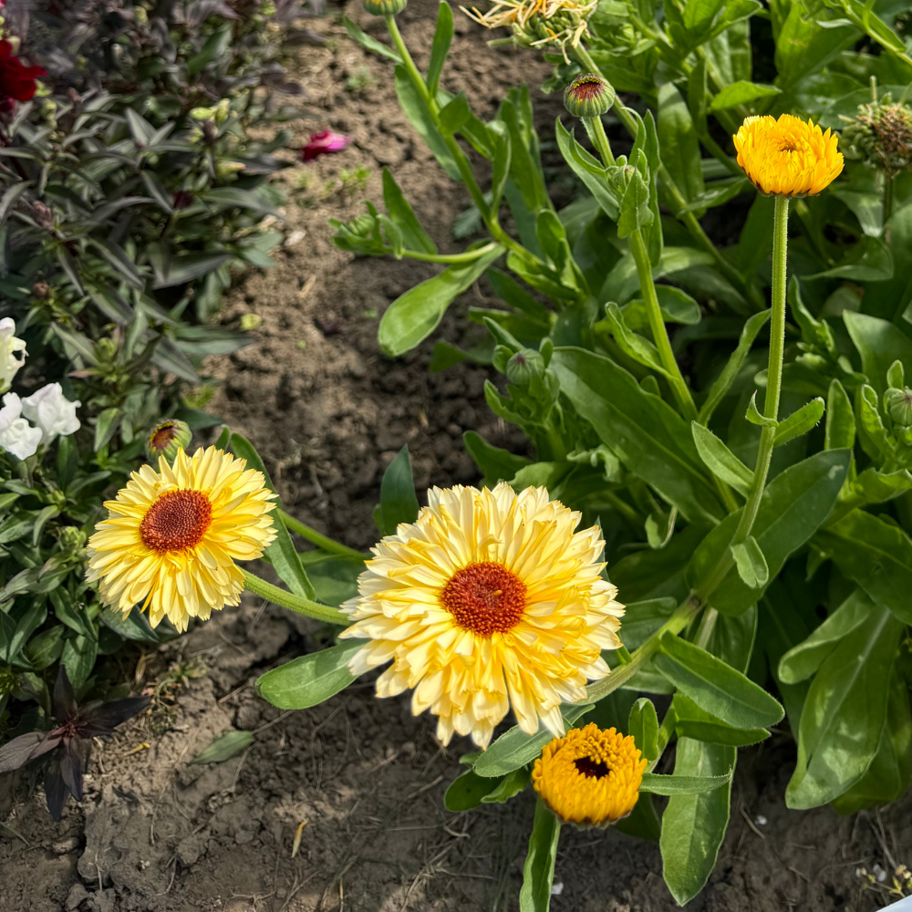 Sahin's limited bee-utiful formula mixture