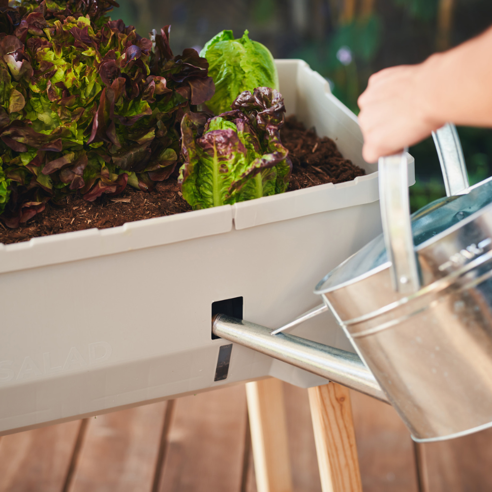 SAMMY SALAD – smarte Aufzuchtbox mit Wasserreservoir und Deckel