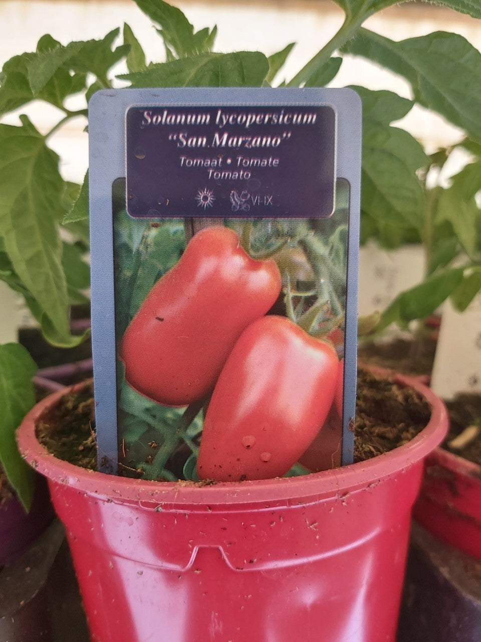 Pruim Tomaat San Marzano in pot 1 plant