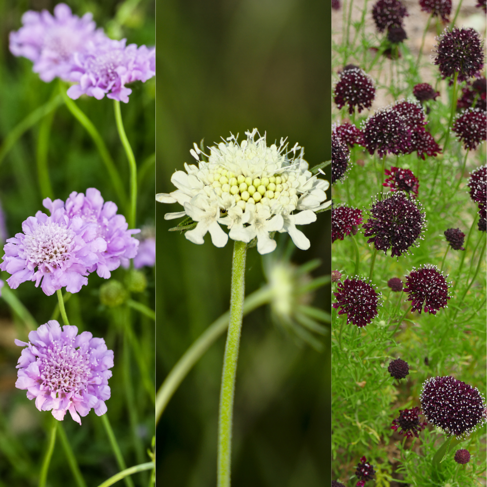 Scabiosa atropurpurea (Taubenkraut) – Mischung