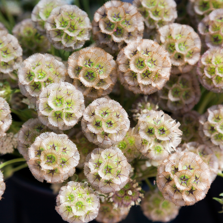 Scabiosa stellata (duifkruid) - Paper Moon