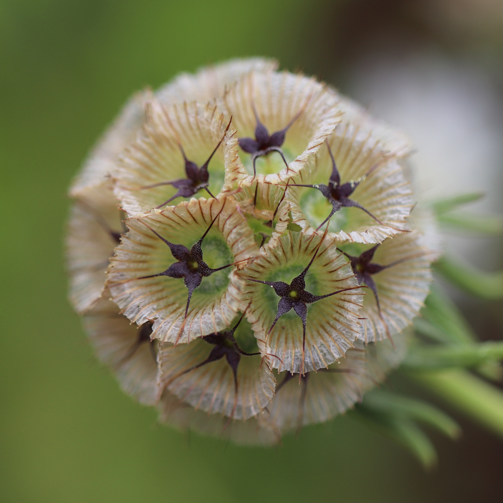Scabiosa stellata (Doveweed) - 'Paper Moon'