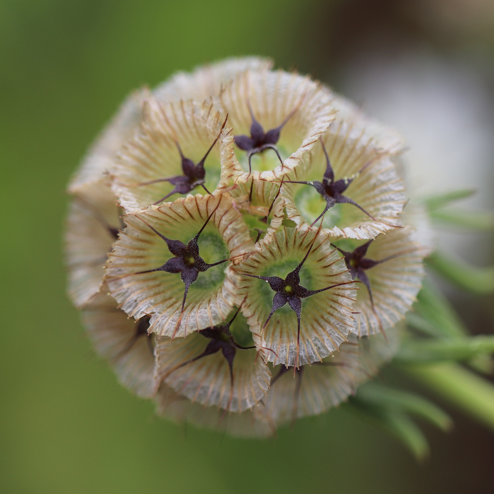 Scabiosa stellata (duifkruid) - Paper Moon