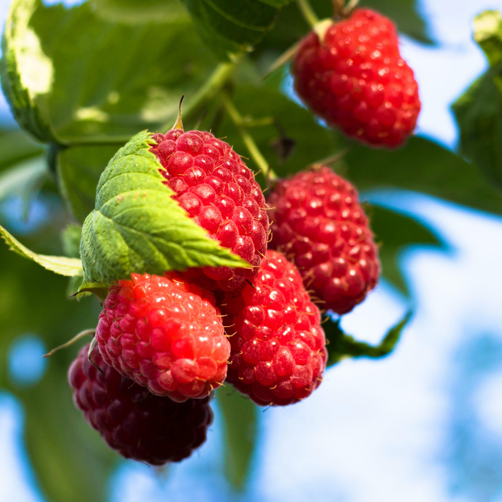 Framboise d'été 'Schönemann'