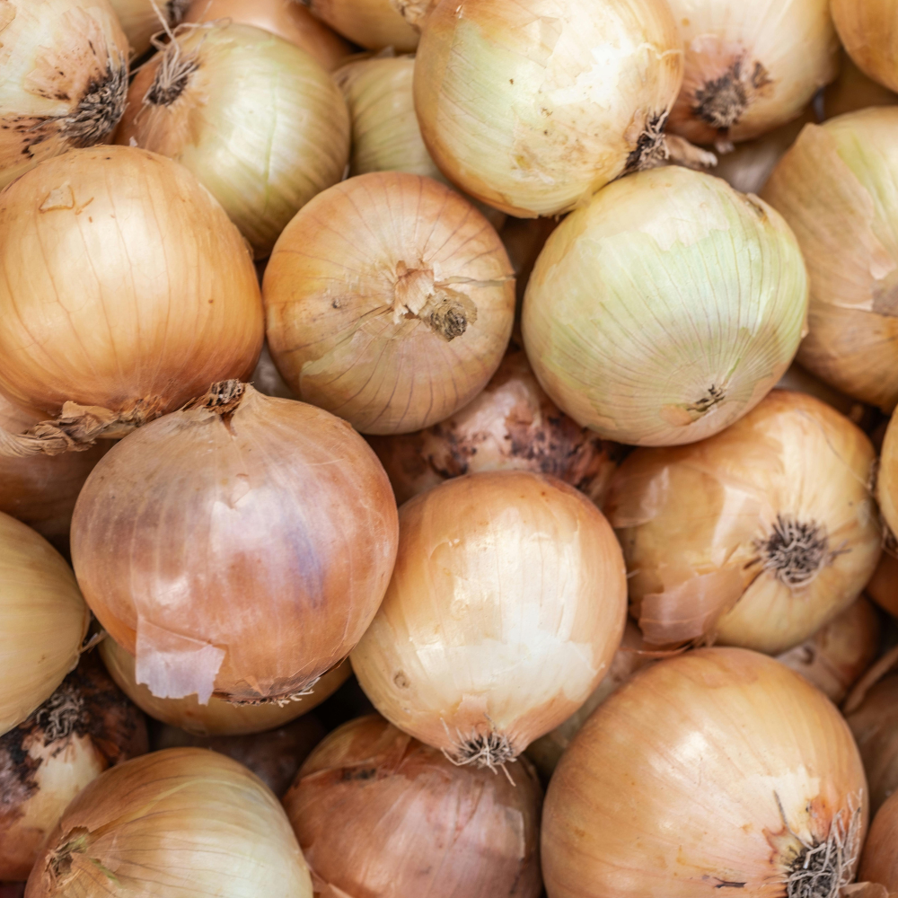 Plant onion 'Senshyu Yellow' (choose weight)