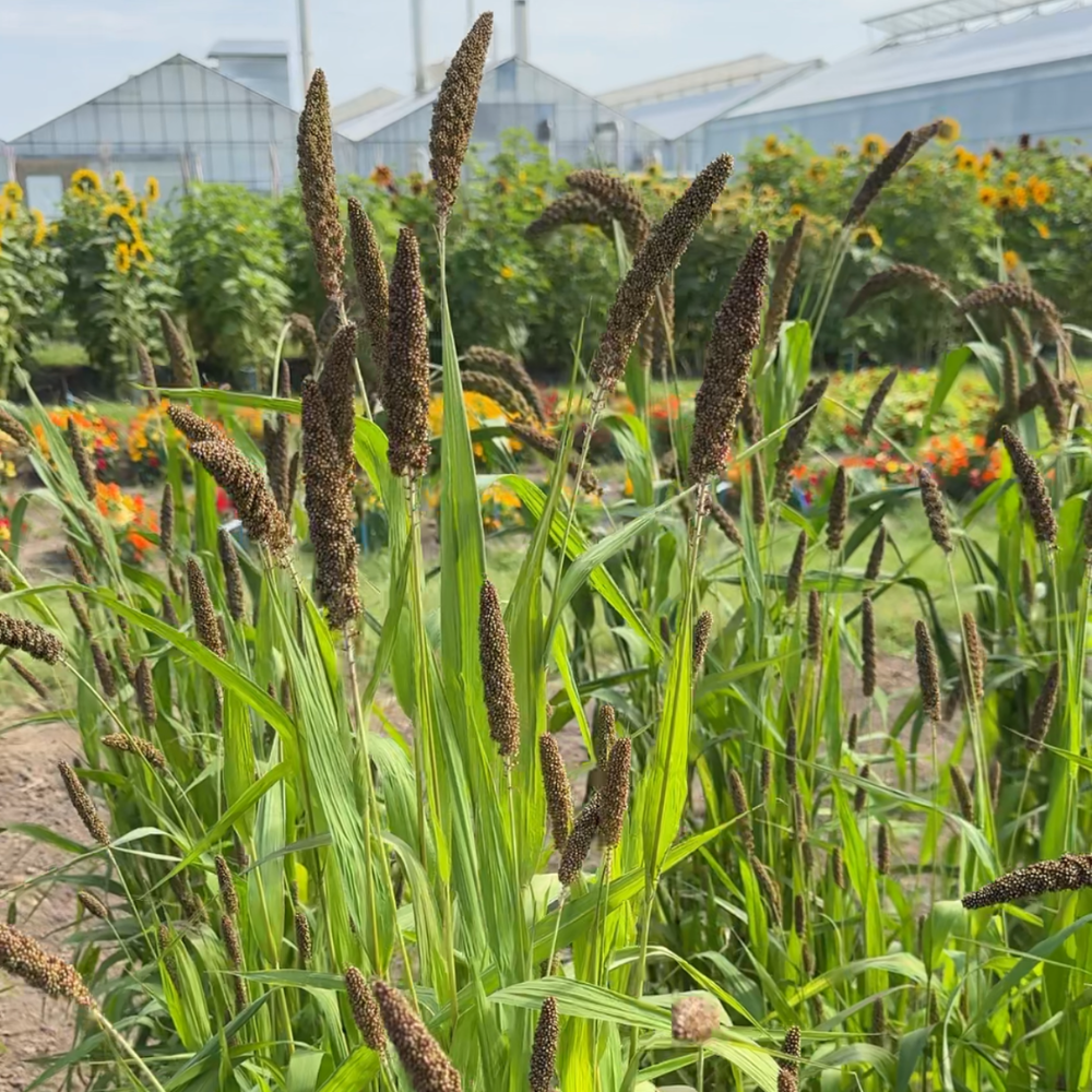 Setaria italica (Sprühhirse) - Hylander