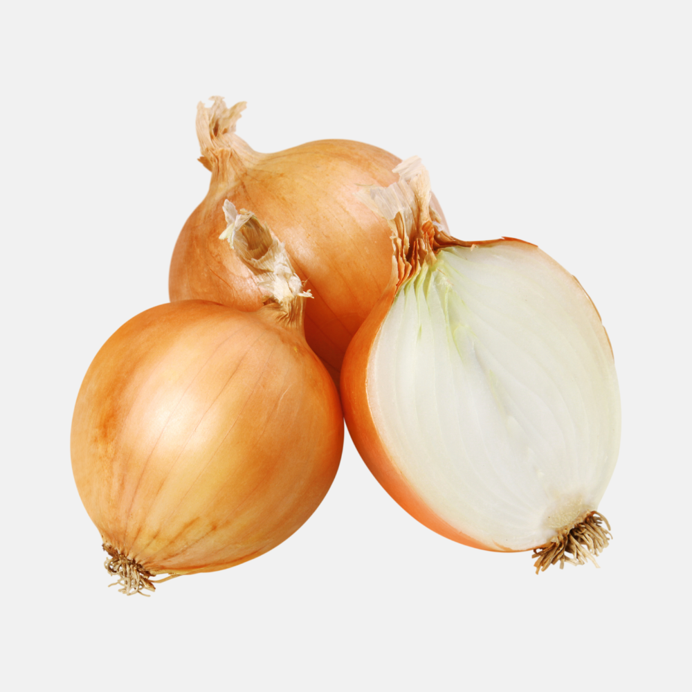 Planter l'oignon 'Setton' BIO