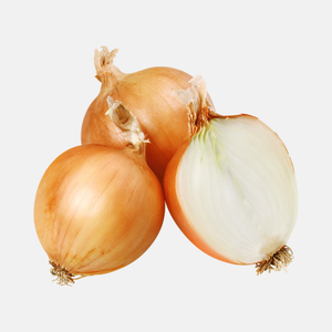 Planter l'oignon 'Setton' BIO