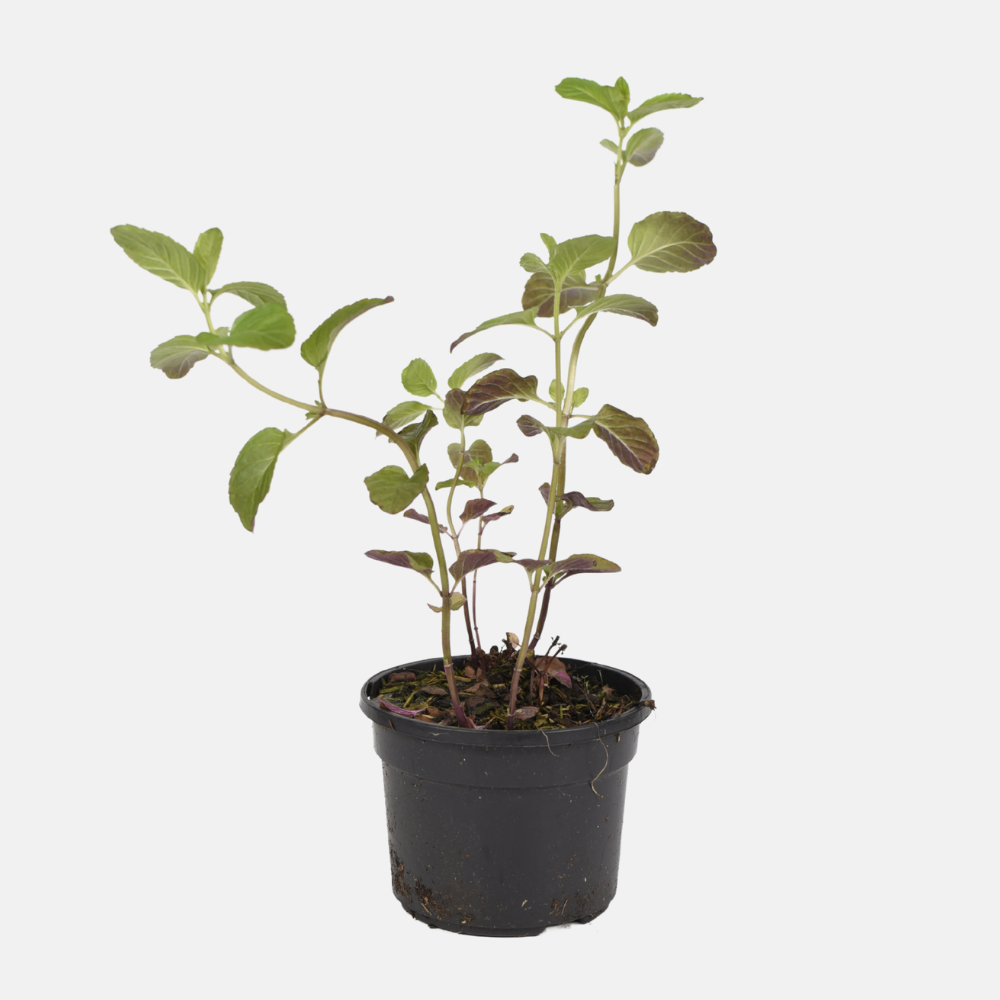 Bio Orangenminze im 13 cm Topf
