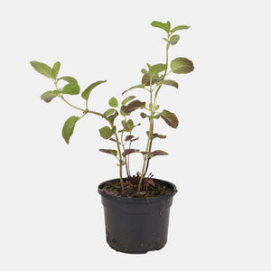 Bio Orangenminze im 13 cm Topf