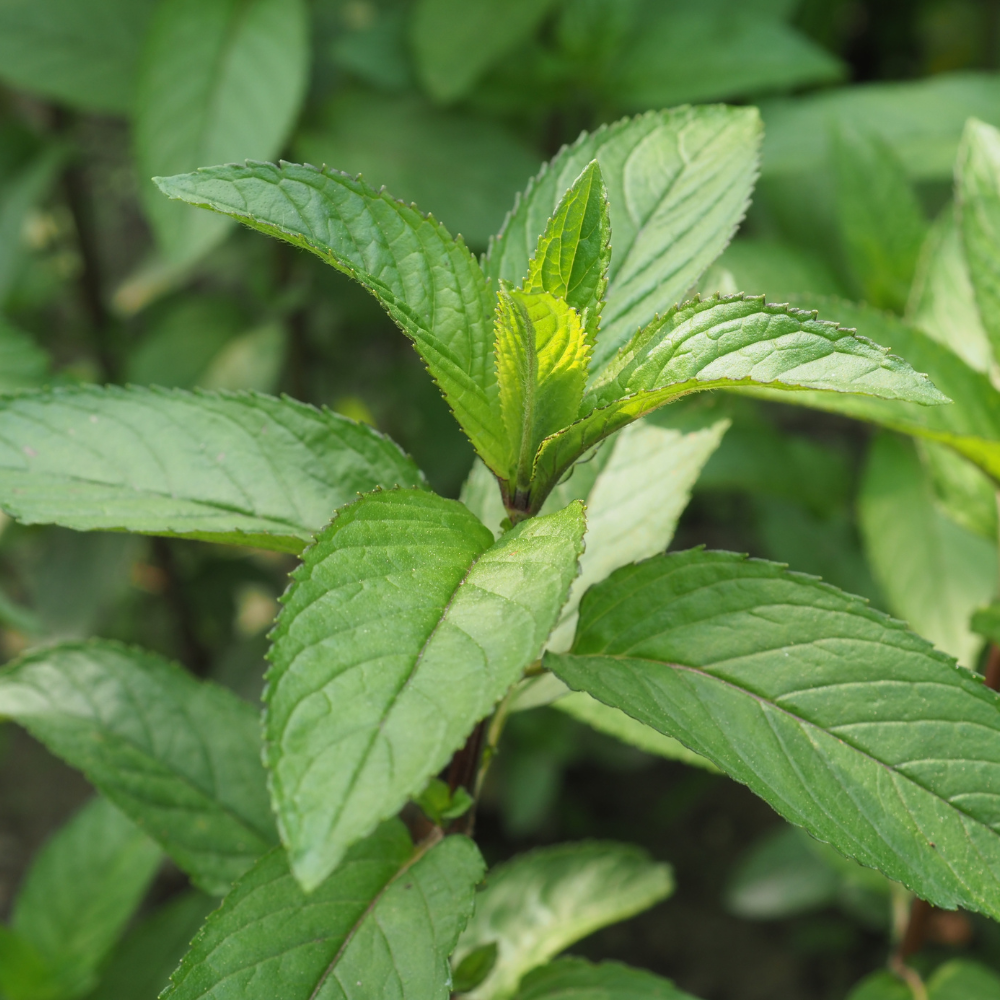 Strawberry Mint - P9 pot