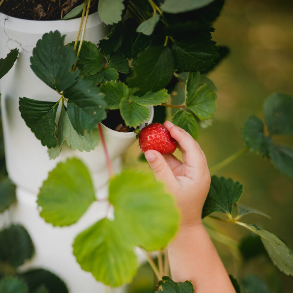 Sissi Strawberry - Aardbeientoren 113 cm hoog