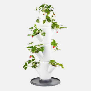 Sissi Strawberry - Aardbeientoren 77 cm hoog