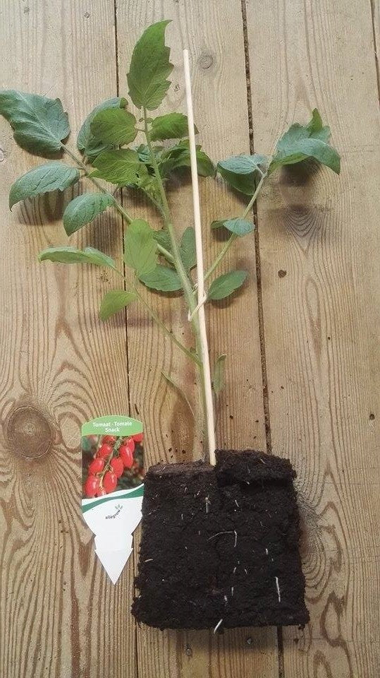 Snack tomaat Sweet Cherry rood in pot 1 plant