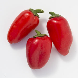 Snack paprika Snack Red (rood) in pot 1 plant