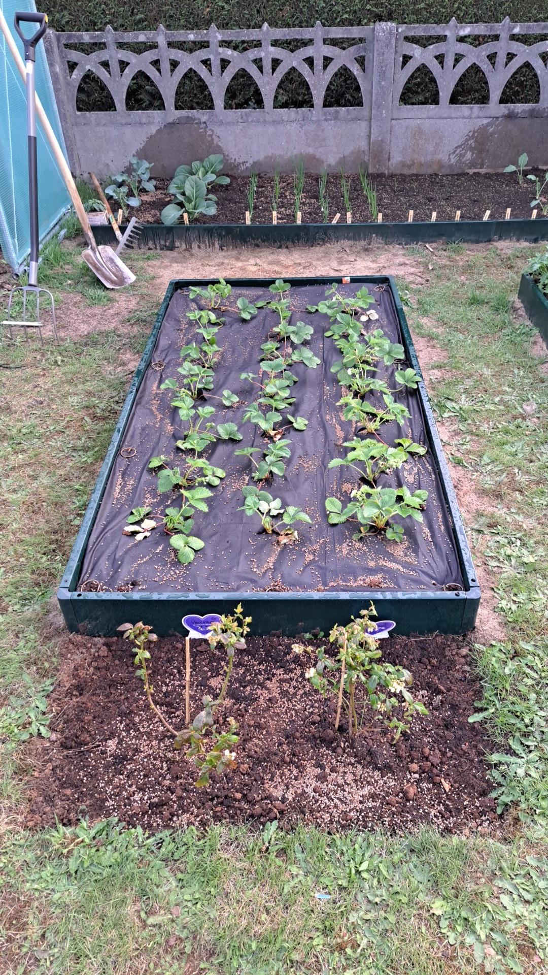 Aardbeipakket volle grond 2 m² planten en alle kweekbenodigheden