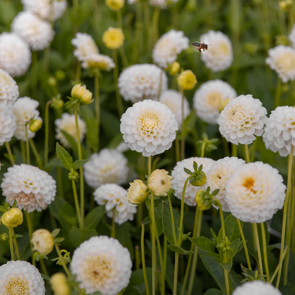 Dahlia pakket 'Onze 12 favorieten'